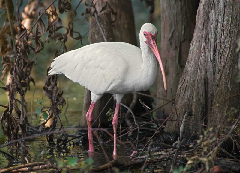 White Ibis