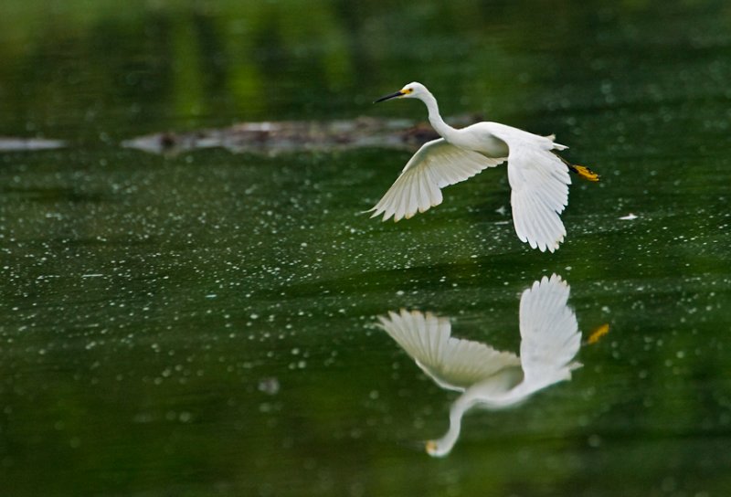 Snowy Egret