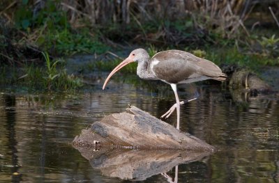 Juvenile Ibis