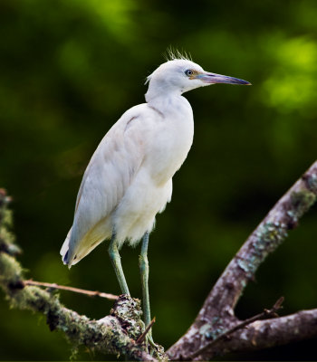 Little Blue Herons