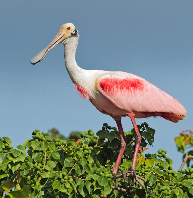 Roseate Spoonbill