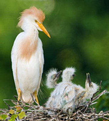 Cattle Egrets