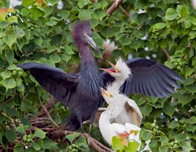 Little Blue Herons