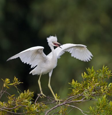 Little Blue Heron