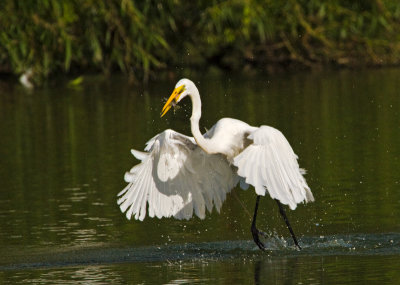 Great Egret