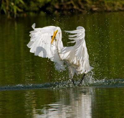 Great Egret