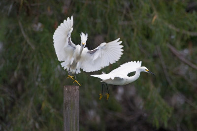 Two Snowy Egrets