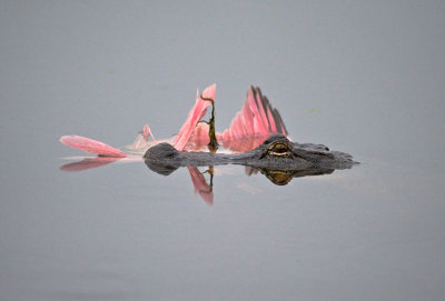 Louisiana Gators