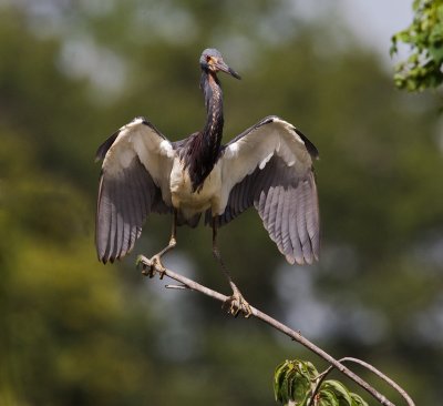 Tri-Color Heron