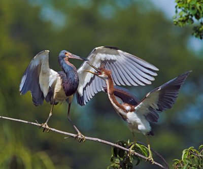 Tri-Color Herons