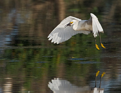 Snowy Egret