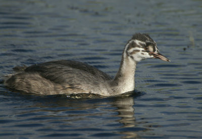 Great Crested Grebe