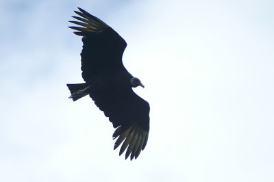 00934 - Black Vulture - Coragyps atratus