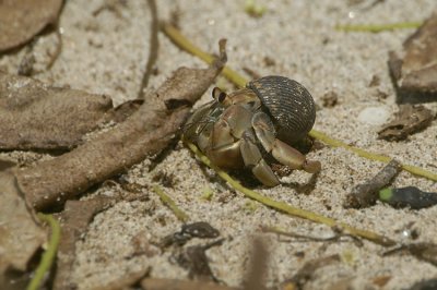 Hermit Crab