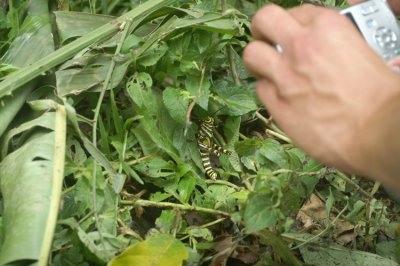 Yellow Zebra Hopper