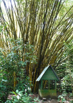 Bamboo