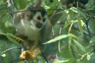 Central-American Squirrel Monkey