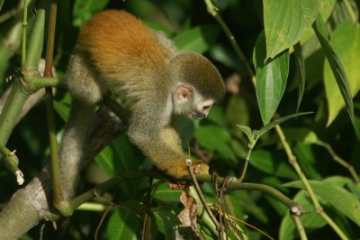 Central-AmericaSquirrel Monkey