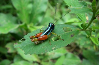 Rainbow Grasshopper