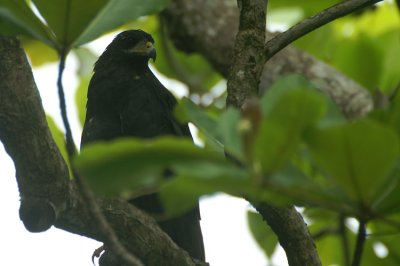01147 - Common (Mangrove) Black Hawk - Buteogallus anthracinus