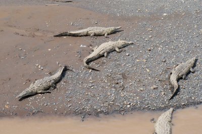 American Crocodile