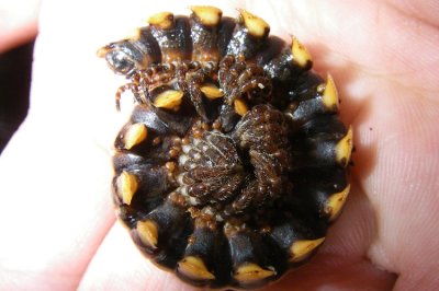 Rainforest Millipede