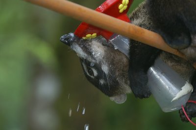 White-nosed Coati