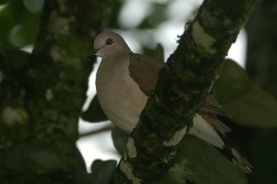 01950 - White-tipped Dove - Leptotila verreauxi
