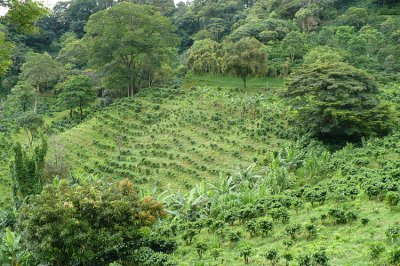 Coffee Plantation