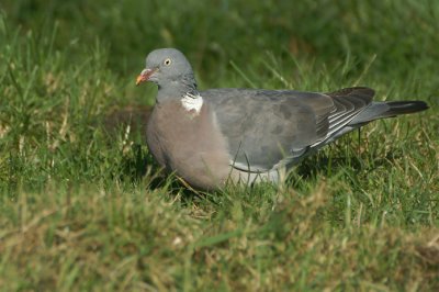 Common Wood Pigeon