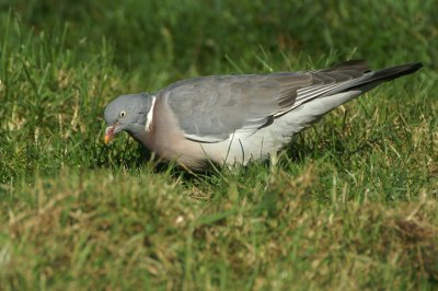 Common Wood Pigeon