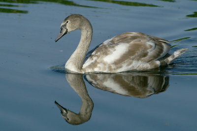 Mute Swan