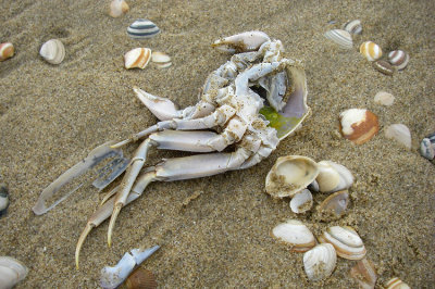 Crab