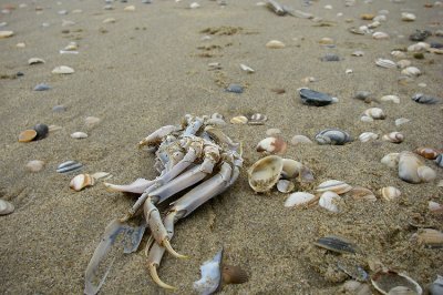Crab