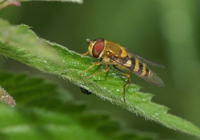 Hoverfly spec.