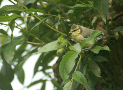 Eurasian Blue Tit