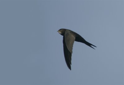 Common Swift