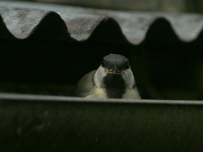 Great Tit