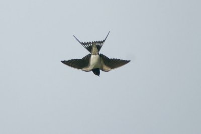 Barn Swallow