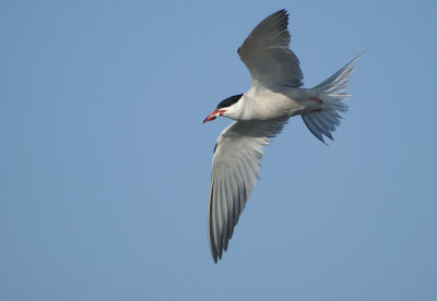 01751 - Common Tern - Sterna hirundo