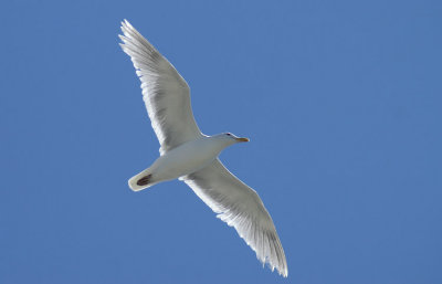 Larus glaucescens