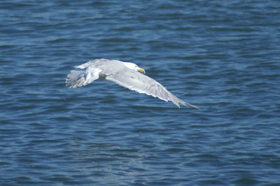 L. glaucescens adult july