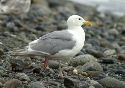 L. glaucescens adult july