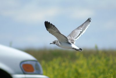 Larus pipixcan