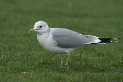 L. canus adult february