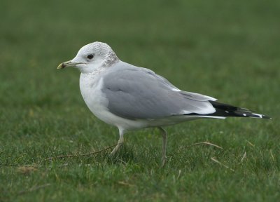 L. canus adult february