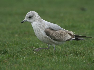 L. canus 2cy february