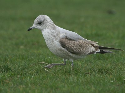 Larus canus