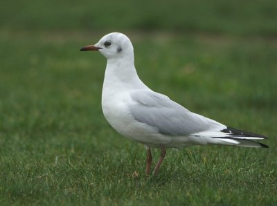 Larus ridibundus