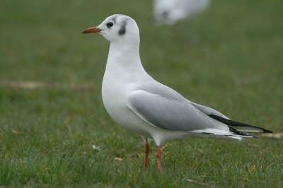 L. ridibundus adult february